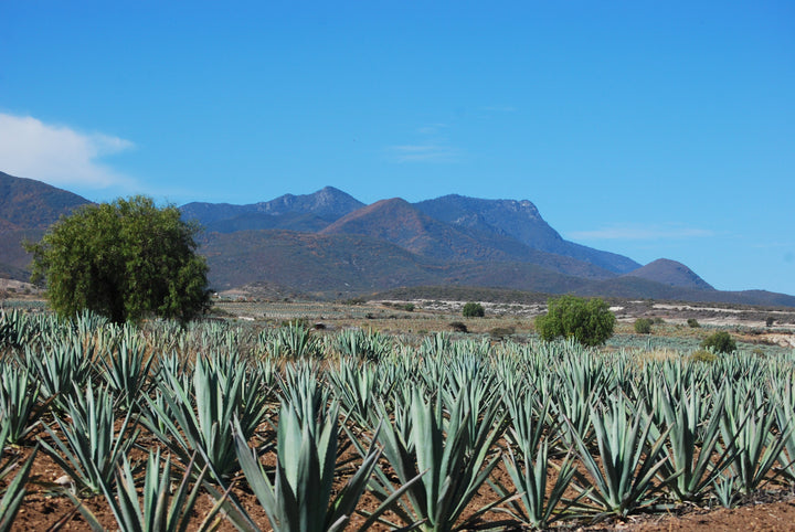 Discover the Different Types of Agave in Our Mezcals